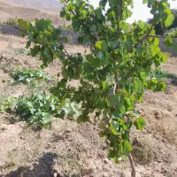 باغ جاده ورزقان|فروش دفتر صنعتی، کشاورزی، تجاری|خواجه, |دیوار