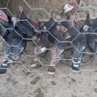 فروش بوقلمون چاق نرو ماده