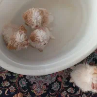 حیوان خانگی پت|سگ|مرودشت, سهلآباد|دیوار