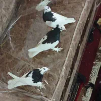 کبوتر یزدی و طوقی|حراج|یزد, |دیوار