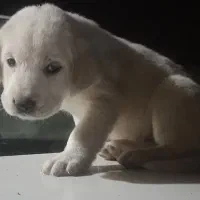 توله ماده|سگ|گنبد کاووس, |دیوار