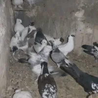 کفتر تعزینی|پرنده|قم, انسجام|دیوار