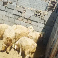 بره ریز