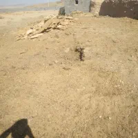 کوود حوانی درجه یک|خدمات باغبانی و درختکاری|ساوه, |دیوار