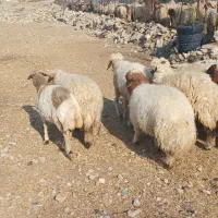 گوسفند، کور ماده|حیوانات مزرعه|آبدانان, |دیوار