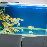 ماهی کوی|ماهی|اصفهان, مولوی|دیوار