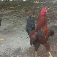 مرغ وخروس همراه مرغ عشق رایگان|حیوانات مزرعه|سنگدوین, |دیوار