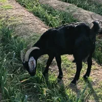 ۵بز درجه یک|حیوانات مزرعه|خوسف, |دیوار