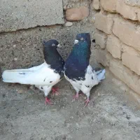 کبوتر کله
