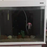 اکواریوم ماهیران کمد دار