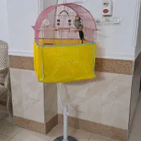 عروس سخنگو|پرنده|گرگان, |دیوار
