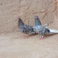 کبوتر رنگی دم سفید|پرنده|کارون, |دیوار