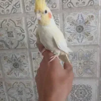 عروس هلندی ماده|پرنده|شهریار, شهرک شاهد|دیوار