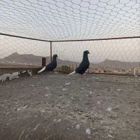 کبوتر پرنده کفتر