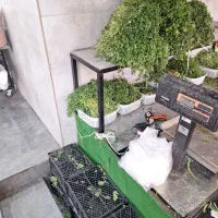 سبزی تو مغازه