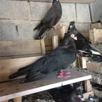 بی نظیر ماده و نره|پرنده|بازفت, |دیوار