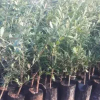 نهال طلا سبز اصلاح شده مستقیم از باغدار رودبار.