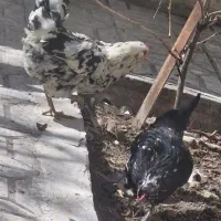 ۲عدد مرغ تخم گذار گلین