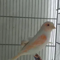 قناری موزاییکی و سوخته|پرنده|بهار, |دیوار