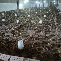 جوجه مرغ محلی (3 ماه ) ۱۰۰درصد پاسیاه