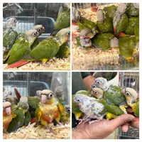 جوجه گیرینچیک رام دستی سخنگو تک وتعداد|پرنده|تهران, آذربایجان|دیوار