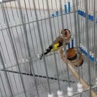 دوتا سهره نر  خوشگل دوخال