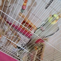 عروس هلندی نروماده|پرنده|اطاقور, |دیوار