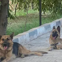 سگ ژرمن نر  و ماده