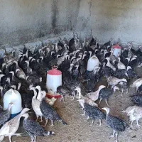 جوجه بوقلمون طبیعی