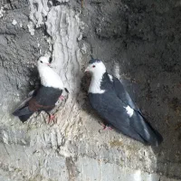 فروش دوجفت کفتر