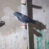 کفتر|پرنده|قشم, |دیوار