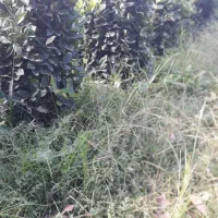 یاس ، یاس زمینی ، گل یاس|گل و گیاه طبیعی|کلاچای, |دیوار