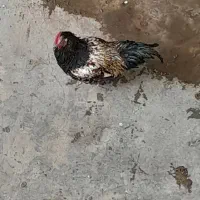 خروس|حیوانات مزرعه|کنگاور, |دیوار