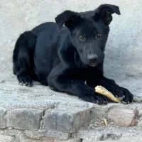 ژرمن بلک نر