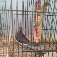 طوطی عروس|پرنده|بهبهان, |دیوار