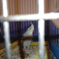 دوتا جوجه عروس هلندی