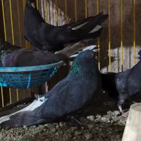 یک جفت مفلق چشم ونوک پر پر