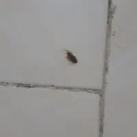 محلول سوسک کش تضمینی|لوازم نظافت|بندرعباس, |دیوار