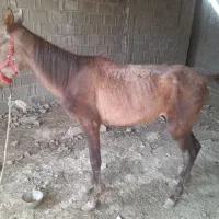 کره اسب نریون|اسب و تجهیزات اسبسواری|برازجان, |دیوار