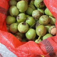 فروش گردو درشت بامغز سفید وپر چرب