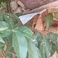 تعدادی کبوتر سرخ طوقی سرور پلاکی