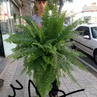 پخش گل و گیاه|گل مصنوعی|مشهد, گاز|دیوار