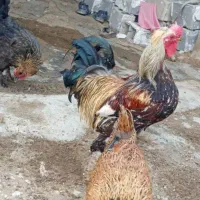 خروس دیلگونی، بوقلمون کرک وجوجه قوغاز اوکراینی