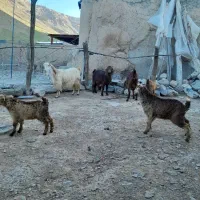 سه رس بز وبزغاله
