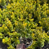 نهال درخت شمشاد سبز و ابلق