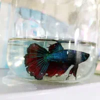 گوپی زبرا لجنخوار انجل کالر فایتر میگو تترا کفخوار