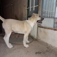 سگ الابای روس 90 روزگی