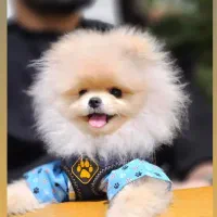 بهترینها اینجاست|سگ|شیراز, اصلاح‌نژاد|دیوار