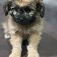 توله سگ شیتزو