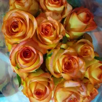 انواع گل رز هلندی شاخه ای 50 افتابگردان 45